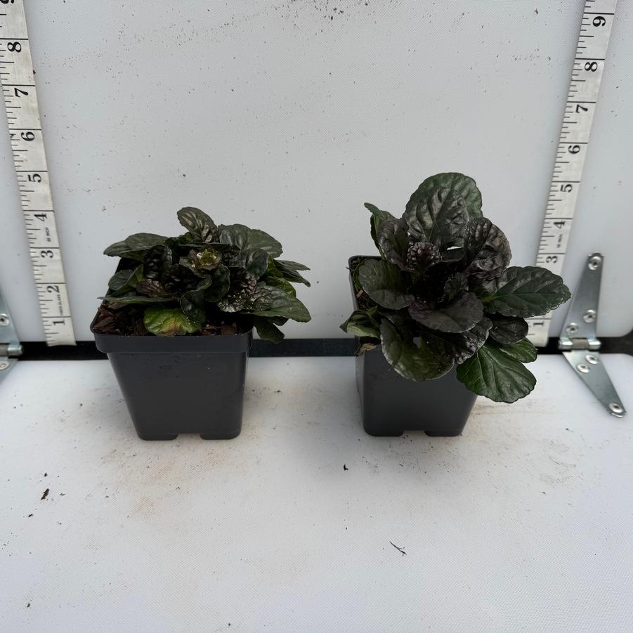 Ajuga reptans Black Scallop