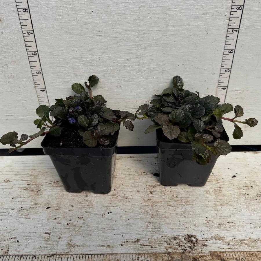 Ajuga reptans Bronze Beauty