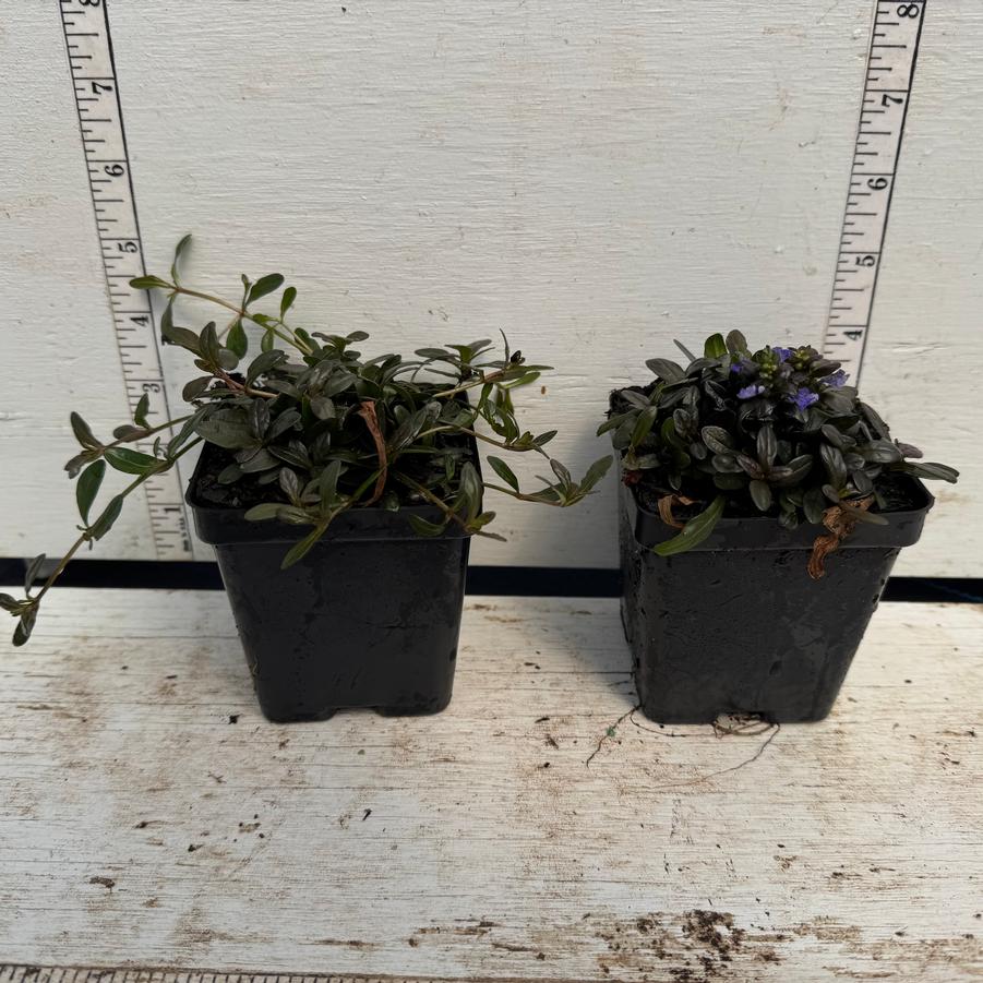 Ajuga reptans Chocolate Chip