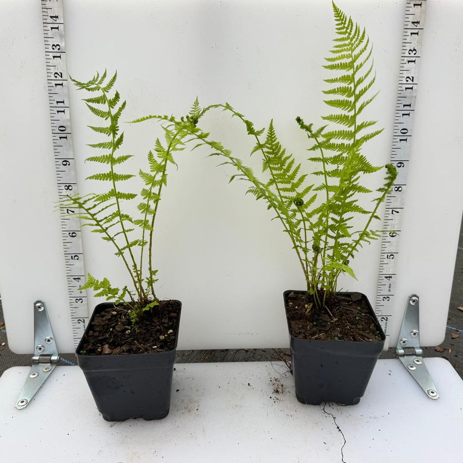 Athyrium filix-femina 