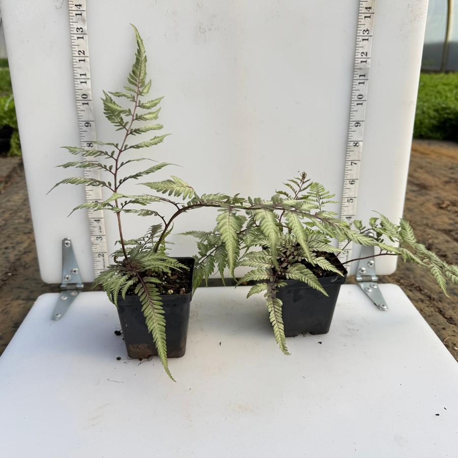 Athyrium niponicum (goeringianum) Pictum