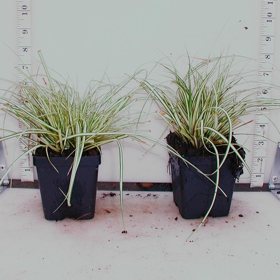 Carex oshimensis Evergold