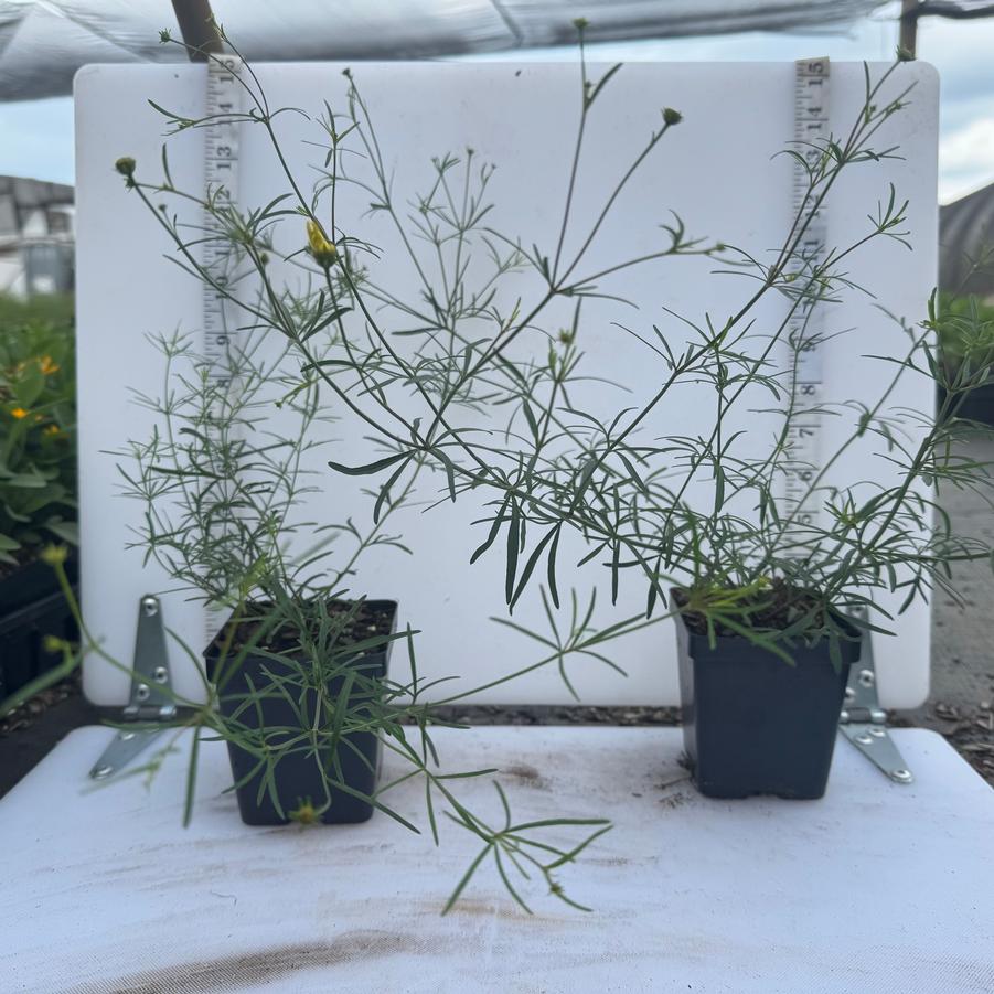 Coreopsis verticillata Moonbeam