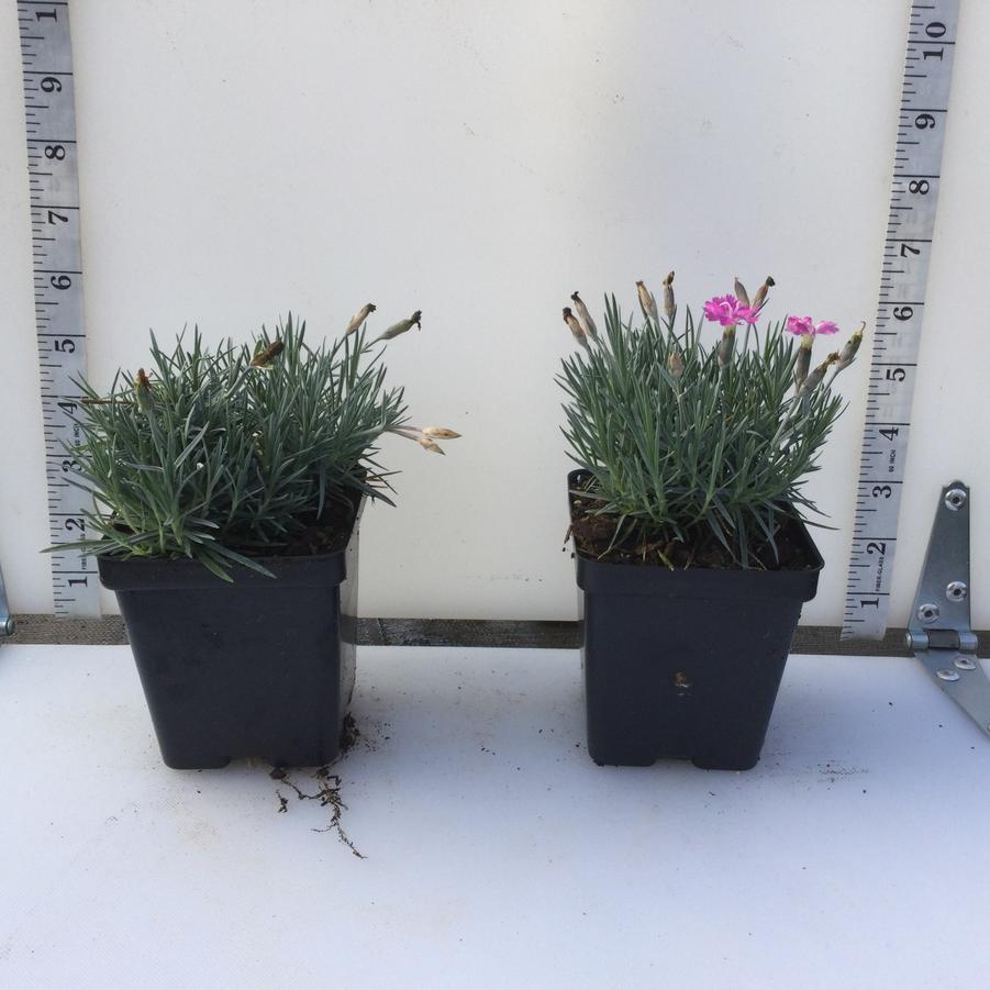 Dianthus gratianopolitanus Firewitch