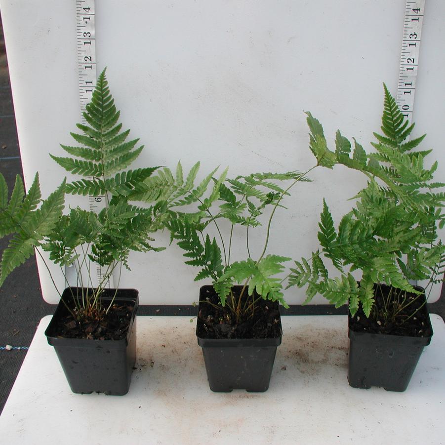Dryopteris erythrosora 