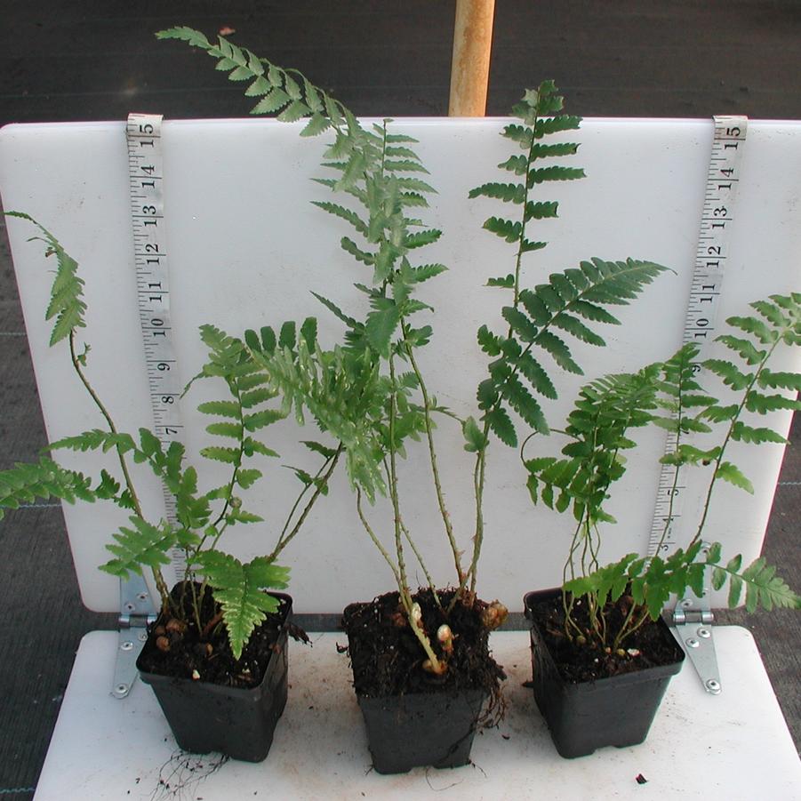 Dryopteris ludoviciana 