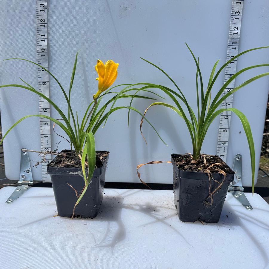 Hemerocallis Stella de Oro