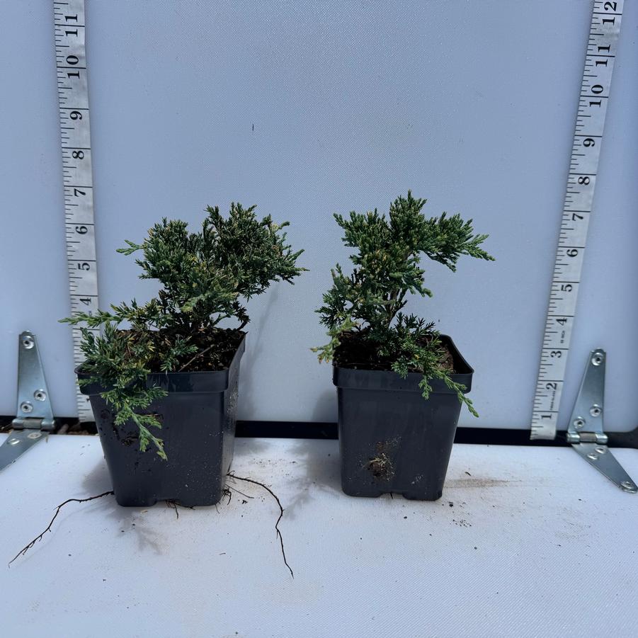 Juniperus horizontalis Wiltonii