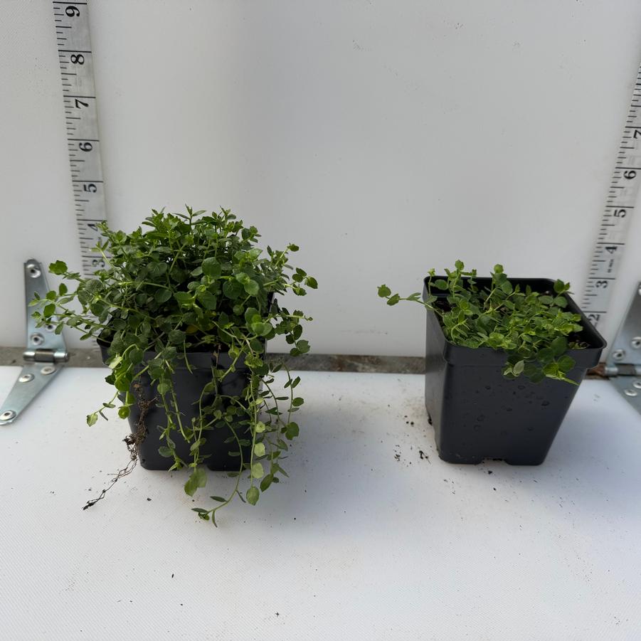 Laurentia fluviatilis 